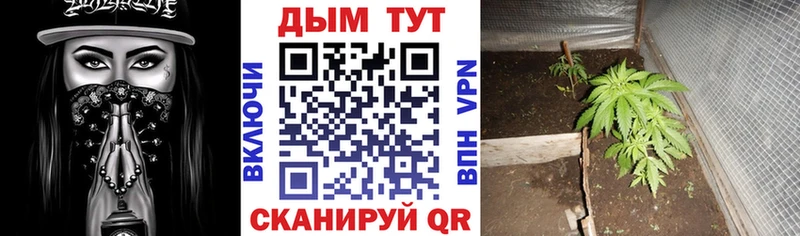 сколько стоит  Шебекино  Марихуана гибрид 
